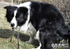 怎么让小狗在笼内大便