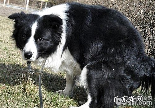 怎么让小狗在笼内大便