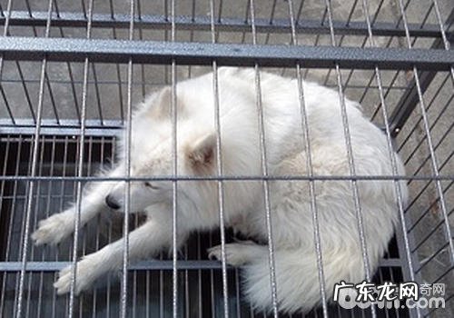 怎么让小狗在笼内大便