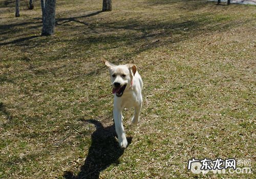 怎样开展小狗的招回训炼