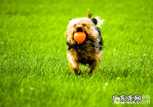 怎样开展小狗的招回训炼