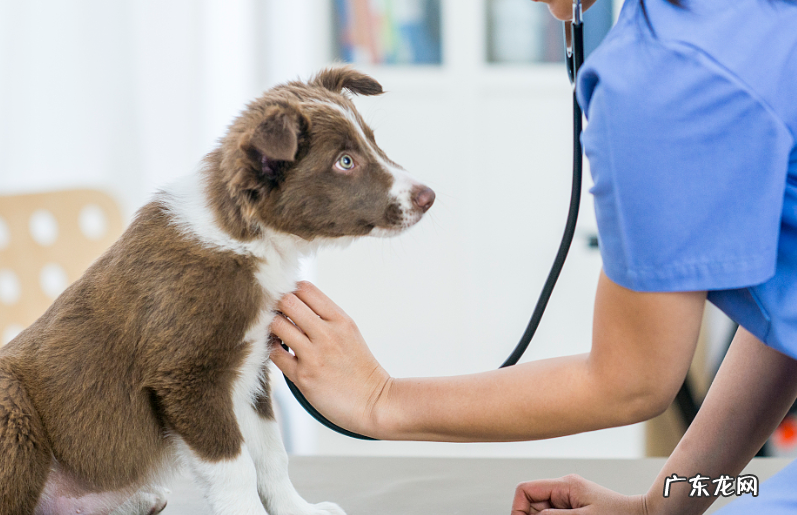 边牧拉肚子了能饮用水吗