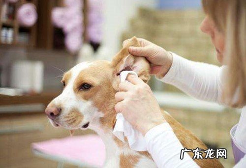 狗狗耳螨会导致 眼泪吗