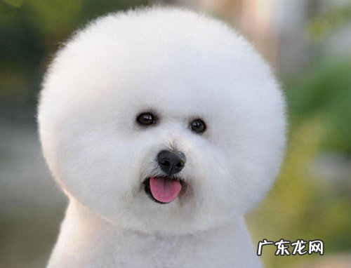 狗狗耳螨会导致 眼泪吗