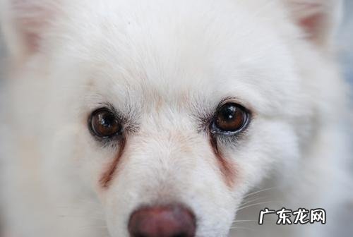 狗狗耳螨会导致 眼泪吗