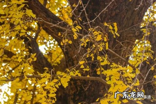 赞美银杏树的句子结尾 【抖音文案】赞美古银杏树的句子