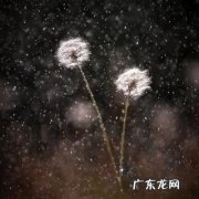 蒲公英句子励志语录 【抖音文案】蒲公英一句话励志语录