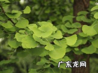 银杏唯美句子银杏树下遍地金 【抖音文案】银杏树唯美句子短一点