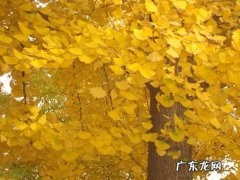 银杏唯美句子银杏树下遍地金 【抖音文案】银杏树唯美句子短一点