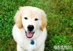 狗狗牵引绳的配戴小窍门