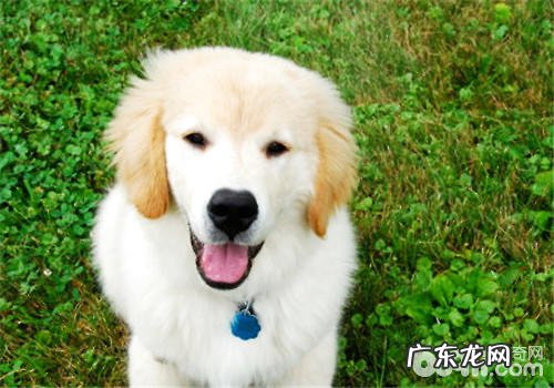 狗狗牵引绳的配戴小窍门