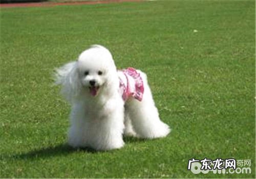 泰迪犬随身的训练法