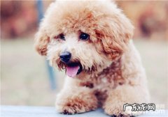 小泰迪洗手间的恰当操作方法