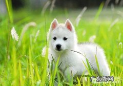 怎样改进金毛的普遍不良习惯