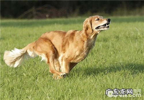 宠物犬绳的训炼功效