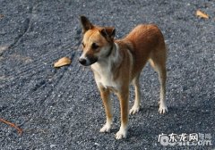 宠物狗洗手间如何训练小狗应用？