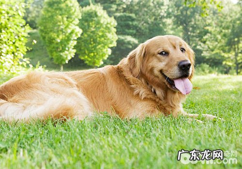 如何提升小狗的专注力