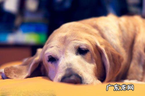 老人狗前腿瘸了是什么原因