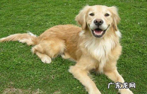 老人狗前腿瘸了是什么原因