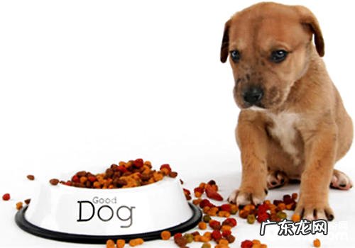 怎样训练小狗拒食不捡食