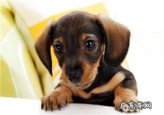 小狗航空箱训炼不应该做的一些事