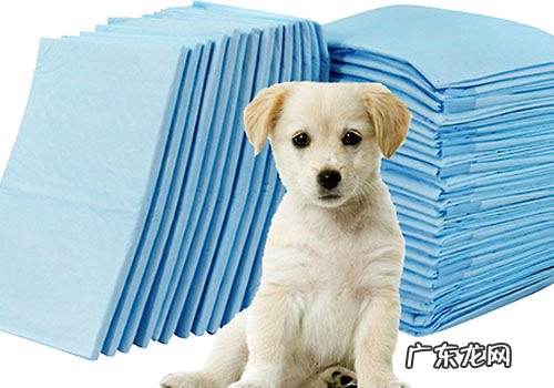 如何教小狗应用尿片