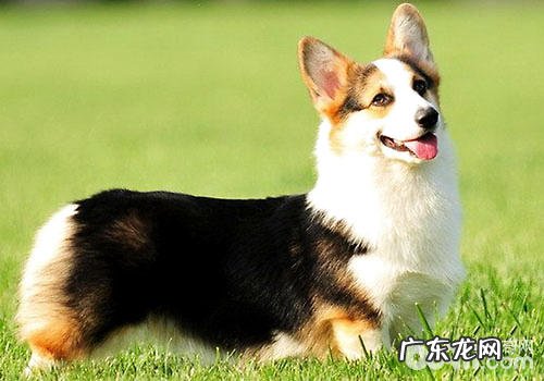 怎样提高小狗的训炼实际效果