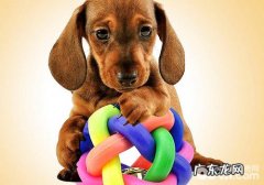 狗狗玩具被咬着不放应该怎么办