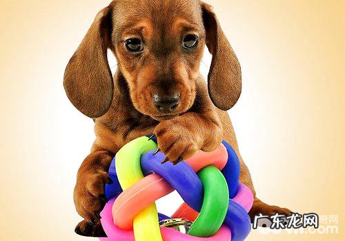狗狗玩具被咬着不放应该怎么办
