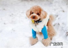 狗狗玩具球的样子及功能介绍