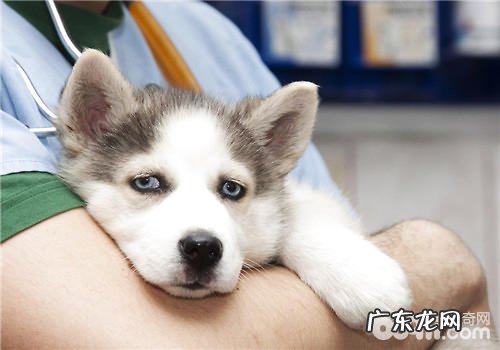 怎样训练小狗清静的待在狗笼子