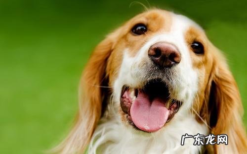 去狗嘴臭小偏方