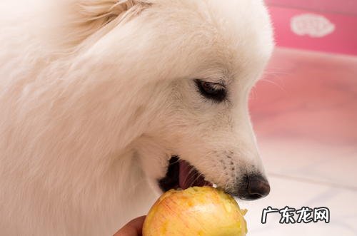 去狗嘴臭小偏方