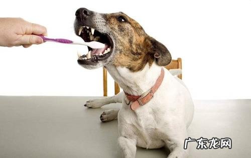 去狗嘴臭小偏方