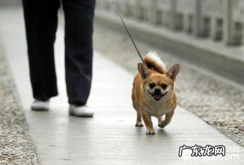 小狗减肥瘦身 主人家的参加尤为重要