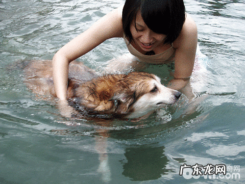 小狗减肥瘦身 主人家的参加尤为重要