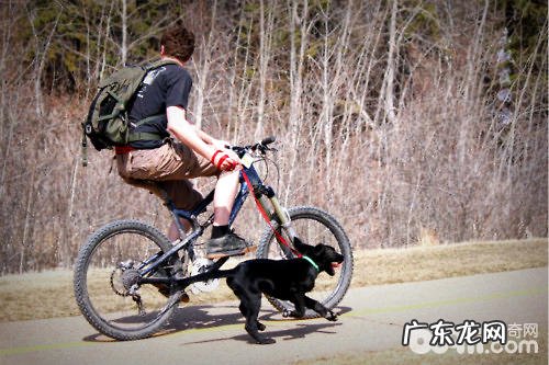 小狗减肥瘦身 主人家的参加尤为重要