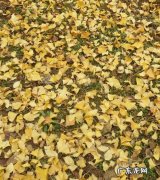 入冬的句子短句唯美 【抖音文案】秋天入冬句子短句唯美