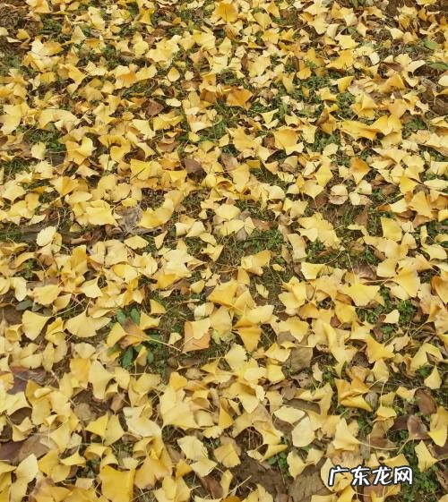 入冬的句子短句唯美 【抖音文案】秋天入冬句子短句唯美