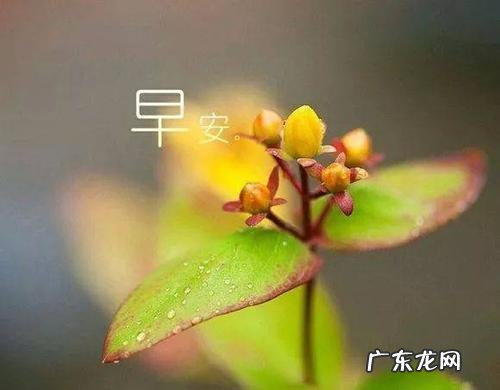 清晨的阳光唯美句子早安心语 【抖音文案】唯美早安心语简短句子