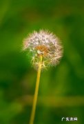 描写蒲公英花朵的优美句子 【抖音文案】蒲公英的优美句子