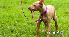 小狗喜爱咬牵引带该怎么办