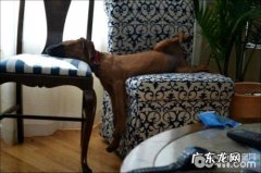 小狗独自在家寂寞怎么办