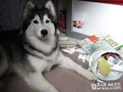 如何解决金毛的饮食搭配癖好