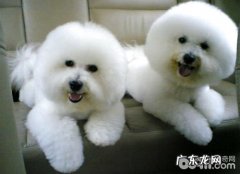 怎样训练比熊犬学好挥手