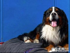 伯恩山犬各种不良行为的纠正方式