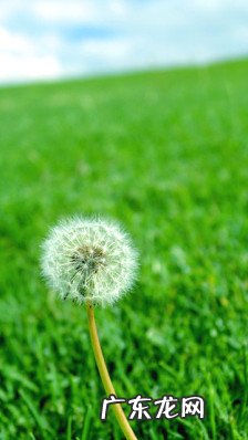 【抖音文案】关于蒲公英的爱情短句