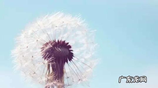 【抖音文案】关于蒲公英的爱情短句