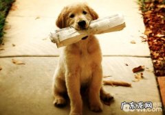 一家人一起遵循的四个训练狗狗常见问题