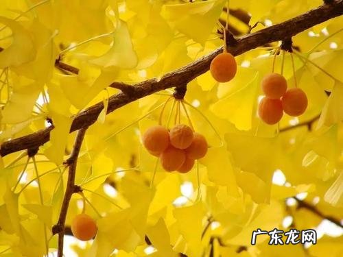 赞美银杏树的美句 【抖音文案】有关银杏树的美句